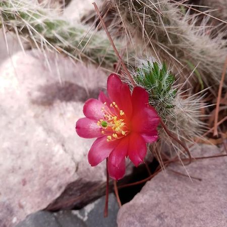 Cabana Flor De Cardon-Juella. Екстер'єр фото