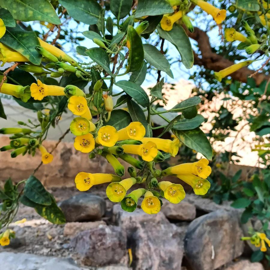 Cabana Flor De Cardon-Juella. Екстер'єр фото
